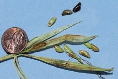 TEOSINTE Nitrogen-Fixing Corn Ancestor (Zea mays ssp. mex./parviglumis) SEEDS
