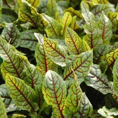 Red Veined Sorrel Seeds | Non-GMO | Herb Seeds | Seed Store | Free Shipping 1162