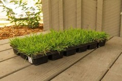 Zoysia Sod Plugs – Large 3″ x 3″ Plugs – Drought, Salt & Shade Tolerant Turf…