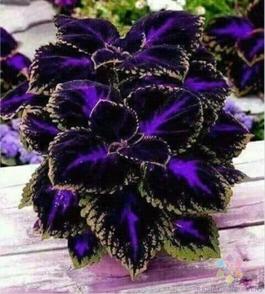 25+ Black Purple Coleus Seeds for Garden Planting – USA – FREE SHIPPING!