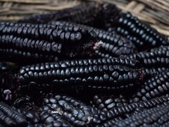 250+ Black Waxy Corn Seedss (Zea mays ceratina) For Planting