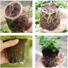 Plastic Plant Flower Pots Nursery Seedlings Pot Plant Container 100Pcs