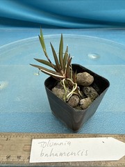 Tolumnia bahamensis NBS Pink White Yellow Native Florida Orchid Species 2” Pot
