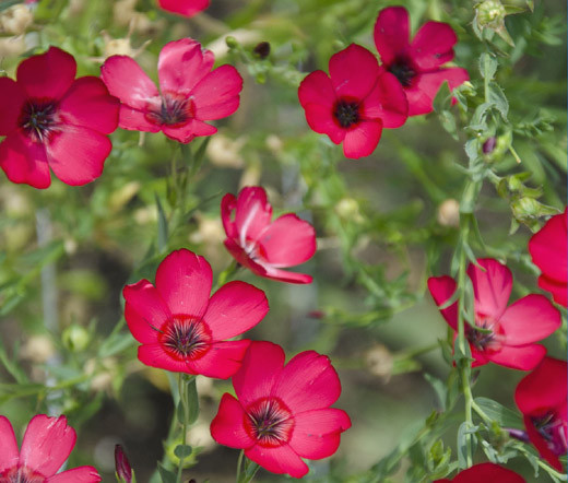 FLAX SCARLET RED ANNUAL Linum Grandiflorum Rubrum – 10,000 Bulk Seeds
