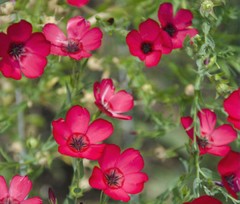 FLAX SCARLET RED ANNUAL Linum Grandiflorum Rubrum – 10,000 Bulk Seeds