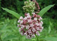 Common Milkweed Seeds, Attract Monarch Butterflies, Native Wildflower, Easy Grow