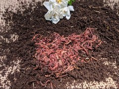 100 Live Red Wiggler worms,FREE Shipping! (Compost Worms)–No Blues