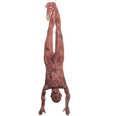 Halloween Bloody Dead Body, 4.6 ft Latex Skinned Full Body Hanging Corpse Tor…