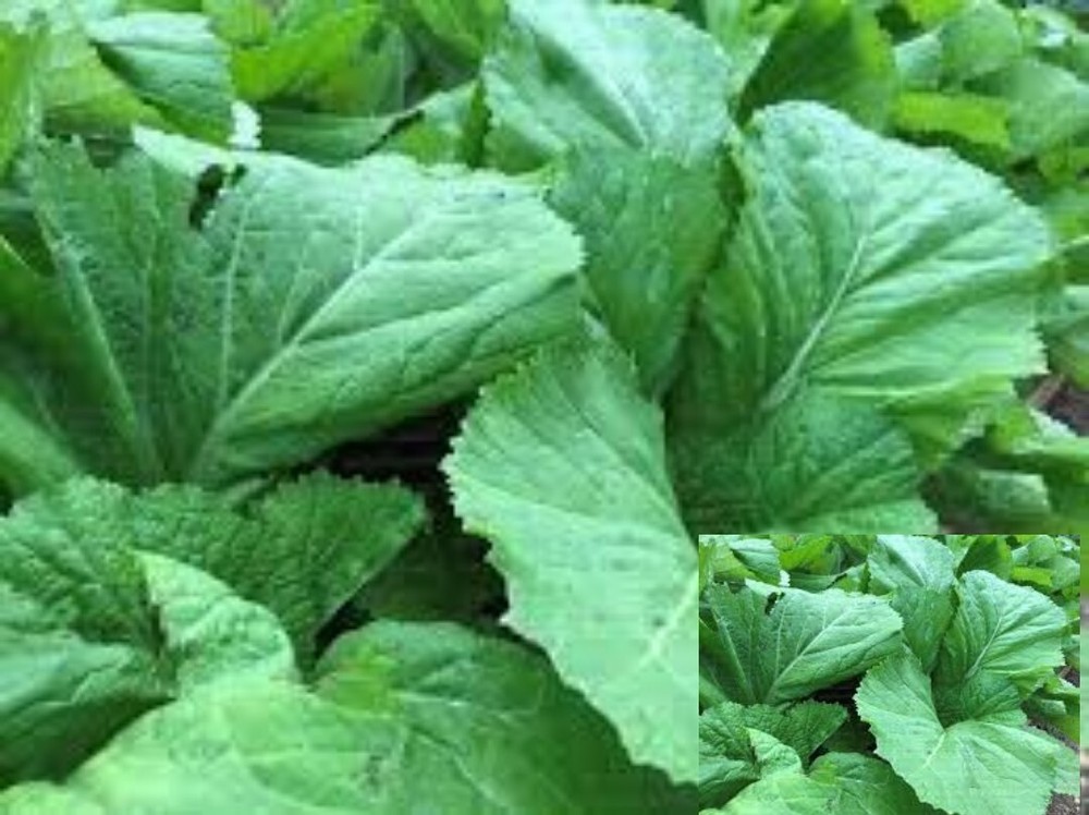 200+Florida Broadleaf Mustard Green seeds Vegetable