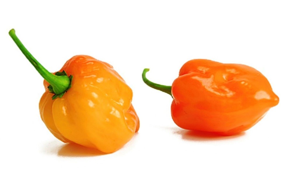 HABANERO ORANGE DEVIL ORANGE 30 SEEDS CHILE 100% GUARANTEED YUCATAN MEXICO