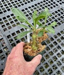 Anthorrhiza caerulea F1-seed grown, giant, blue flowered ant plant from Papua NG