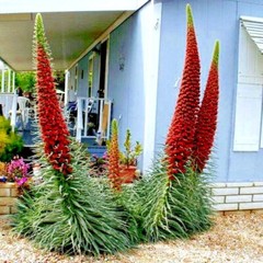 20 TOWER OF JEWELS SEEDS (Echium Wildpretii) Hummingbird Garden Flower Plant