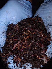 Composting Worms / Red Wigglers / Worms are Natures Good Guys / Free Shipping