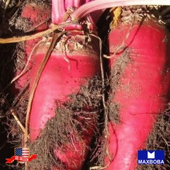 Beet Seeds – Red Mammoth Mangel Non-GMO Heirloom Garden