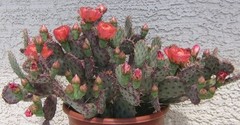 Opuntia basilaris x = Baby Rita Pink Flowers Purple Psds Full Sun 1 Pad