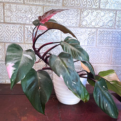 Pink Princess Philodendron Plant – FREE Shipping