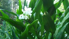 2 White Hedychium Coronarium Rhizomes, Butterfly Ginger Plants, Free shipping!