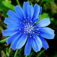 Chicory Seeds | Non-GMO | Free Shipping | Flower Seeds | Seed Store | 1248