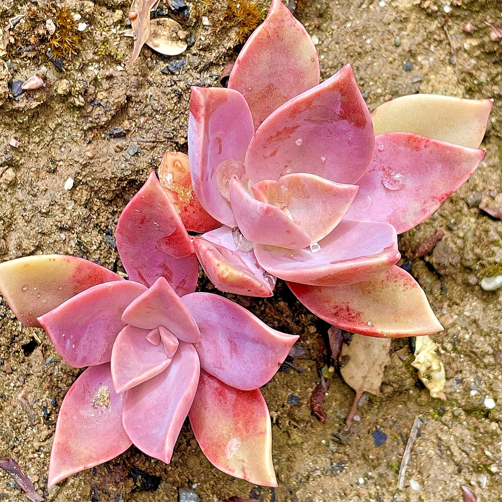 Rare Pink Succulent Graptoveria Dusty Easy Care Bare Root Live Plant 1-Head 2″