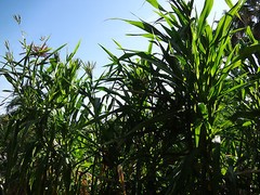 TEOSINTE Nitrogen-Fixing Corn Ancestor (Zea mays ssp. mex./parviglumis) SEEDS