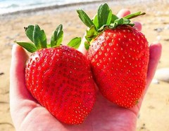 15 GIANT STRAWBERRY Fragaria JuneBearing Huge Red Berry Fruit White Flower Seeds