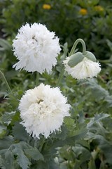 1,000 White Cloud Peony Poppy Seeds – P. Somniferum -Classic Double White Blooms