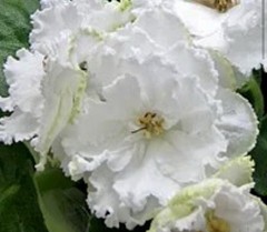 African Violet Plant EK Sugar Rose Starter