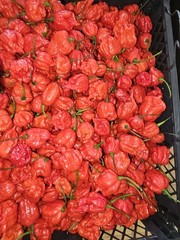 Zozoma Farms 3 Pounds Carolina Reaper Chili Peppers