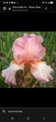 Pink Pride Iris (Iris) Pink Flower Perennial Rhizomes -on Sale Free S&H