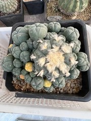 15-17cm LW Plant variegated family indoor and outdoor selfroot#