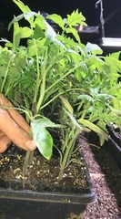 Lot of 4 BEEFSTEAK TOMATO LIVE PLANTS 6 to 10 inches 60+ Days Old