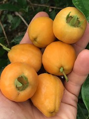 Eugenia Luschnathiana PITOMBA Potted PLANT Fruit Starter Pot Tree 4-6″
