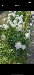 Double White Alba Peony Live Perennial Flower Bare Root Plant Full Sun US Seller