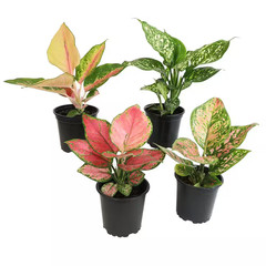 4.25 In. Aglaonema Assorted Houseplants (4-Pack)