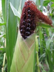 Maize Morado – Black Corn from Peru