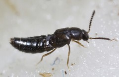 Nature’s Good Guys Dalotia (Atheta) coriaria – Rove Beetle – 100 Insects