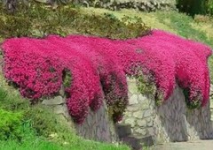 1000+ Red Creeping Thyme Seeds — Groundcover — Non-GMO — FRESH