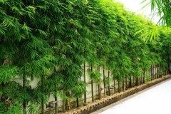 Bambusa “Lady Finger” Clumping Bamboo Plant – Large 1 Gallon Size 3+ Feet Tall
