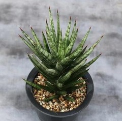6-8CM 1PCS Live Sansevieria ‘fox’s tail ’ Beautiful Garden Rare Planting