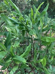 Shampoo Ginger Rhizomes x6 (Free x2 SUPRISE SLIPS p/ single order) Multiplies!