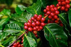 COSTA RICAN TARRAZU COFFEE BEANS PEABERRY FRESH ROASTED MEDIUM 2 X 1 POUND BAGS