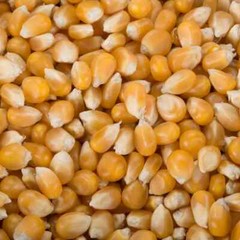 Bulk Carnival King Extra Large Mushroom Popcorn Kernels (select size below)