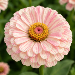 Bon Bon Mix Zinnia Seeds Candy Striped Heirloom Cut Flower Annual
