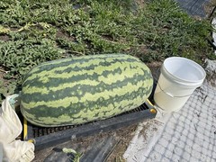 222 Lb Giant Watermelon. $25For 5 Seeds. Free Shipping Worldwide!!