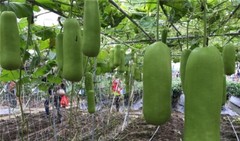 15+Calabash Bottle Gourd Seeds Chinese Pugua Nam Tao Yao Lauki Opo Vegetable USA