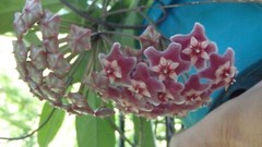 Hoya pubicalyx 1 Year Old plant well rooted, sent in container