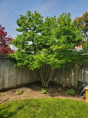 Ann Magnolia *Tulip Tree8* 4” in pot 10-15” Heigh