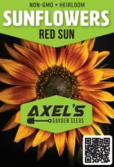 Sunflower Seeds – Rare Red Sun Orange, Heirloom, Free Shipping!