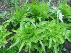300 seeds Oak Leaf Lettuce / organically grown / free S/H
