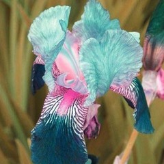 50 Iris Seeds Much Less Money Than Bulbs ..